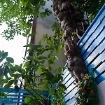 Hotel Sebnem 3*
