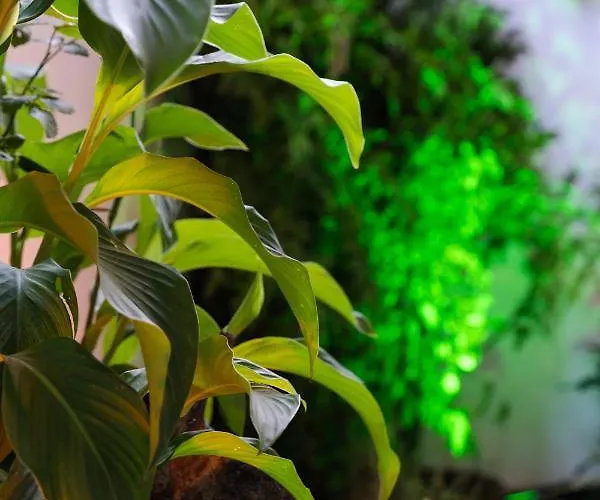 Sebnem Provincia di Istanbul